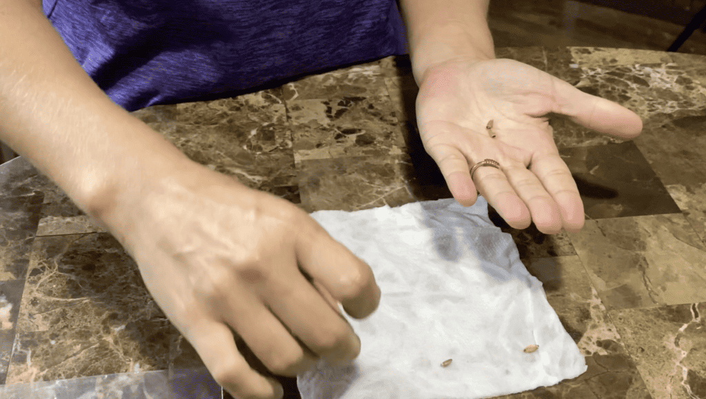 Germinating seeds in paper towel